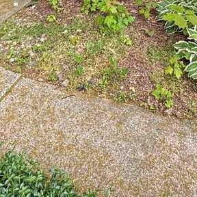 Leaf Removal by Walt's Lawn Care reviewed on October 11, 2024