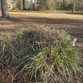 Bush Trimming by Rhodes Services reviewed on November 9, 2024