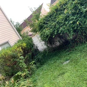 Bush Trimming by Mow-Mentous Lawn Service reviewed on July 9, 2025