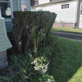 Bush Trimming by B and b lawn and professional services llc reviewed on August 7, 2022