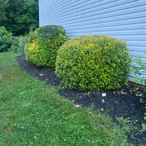 Bush Trimming by Morel Lawn &amp; tree service reviewed on July 17, 2022