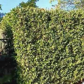 Bush Trimming by The Lawn Barber reviewed on May 23, 2025