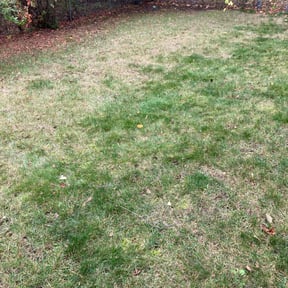 Leaf Removal by Pro Green Landscape L L C reviewed on December 18, 2024