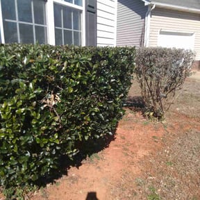 Bush Trimming by Whites property maintenance reviewed on April 8, 2022
