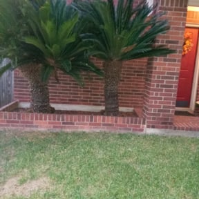Bush Trimming by Texas Services SA reviewed on April 25, 2025