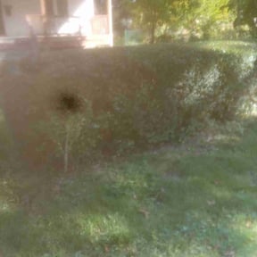 Bush Trimming by #1 grass man reviewed on May 4, 2022