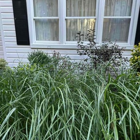 Bush Trimming by Lawn services JAV reviewed on September 6, 2024