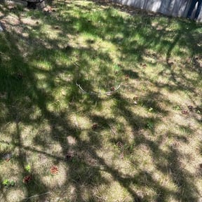 Leaf Removal by LSLTDallas/FortWorthTruGreen reviewed on May 27, 2025