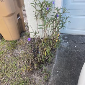 Bush Trimming by Florida’s Finest lawn care reviewed on June 29, 2022