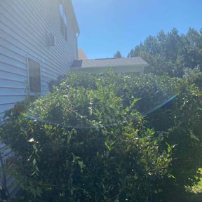 Bush Trimming by Electric Cut Lawn Care LLC reviewed on January 10, 2025