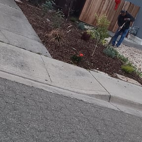 Flower Bed Weeding by Forever Green FG LLC reviewed on December 30, 2024