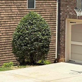 Bush Trimming by Carter Landscape Services reviewed on May 9, 2022