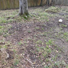 Leaf Removal by Cole's Lawn Care Service reviewed on May 19, 2020