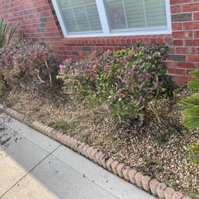 Bush Trimming by Sun's Lawn Care LLC. reviewed on June 11, 2022