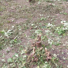 Bush Trimming by My Master Garden reviewed on April 13, 2019