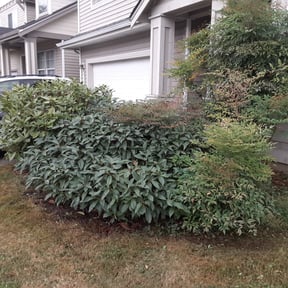 Bush Trimming by Mow the grow reviewed on August 11, 2024