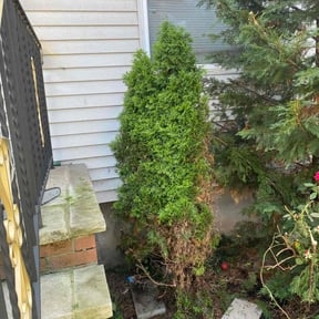 Bush Trimming by Krahns Lawn Services reviewed on October 5, 2022