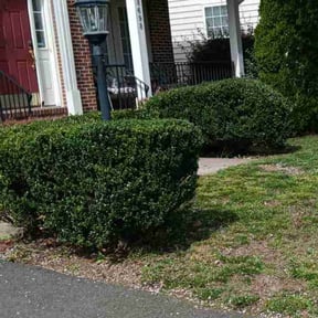 Bush Trimming by Residential maintenance reviewed on May 3, 2022