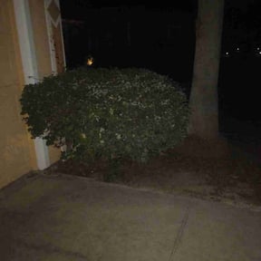 Bush Trimming by Willie Lawn Care and More LLC reviewed on May 17, 2022