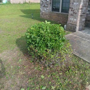 Bush Trimming by LSLTDallas/FortWorthTruGreen reviewed on August 2, 2024