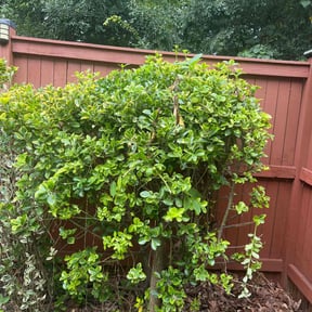 Bush Trimming by 66landscaping.com reviewed on May 21, 2025