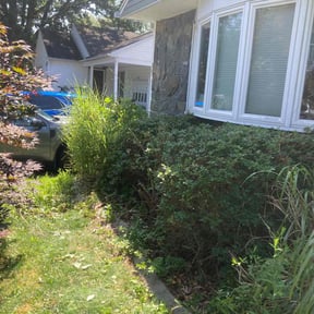 Bush Trimming by Steele Edge Lawncare reviewed on July 26, 2021