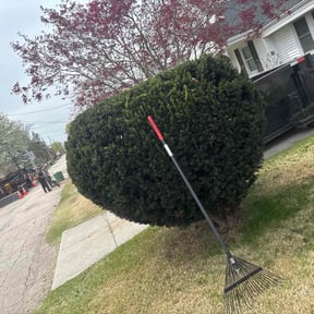 Bush Trimming by Northside lawn Care reviewed on July 1, 2022