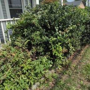 Landscaping by New world order llc (Four seasons Lawn Care N More) reviewed on July 26, 2022