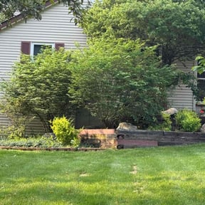 Bush Trimming by More reviewed on November 5, 2024