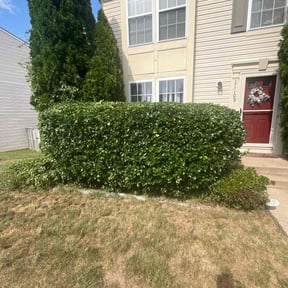Bush Trimming by DONIT4U Landscaping reviewed on April 22, 2025