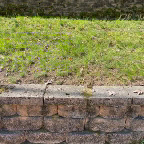 Leaf Removal by :) B.and.B :) reviewed on August 22, 2024