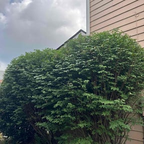 Bush Trimming by MPV Landscaping reviewed on July 20, 2022