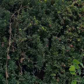 Bush Trimming by Steve’s mowing company reviewed on August 26, 2024