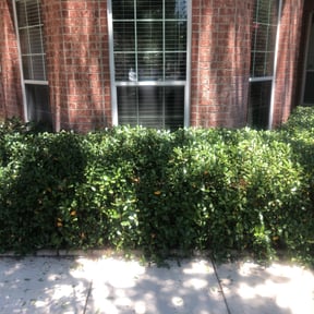 Bush Trimming by Top Gun Cleaners reviewed on October 8, 2024