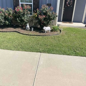 Flower Bed Weeding by Kleen Kutz reviewed on October 8, 2021