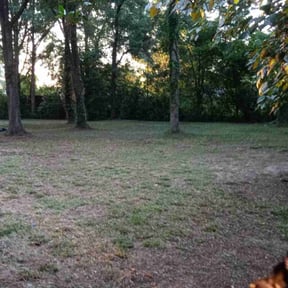 Leaf Removal by Timothy Brown reviewed on May 23, 2022