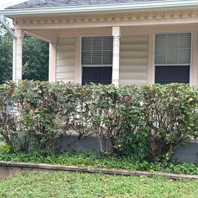 Bush Trimming by S.B.B LANDSCAPING reviewed on October 14, 2022