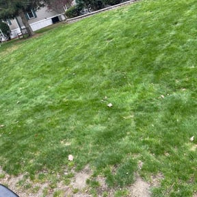 Leaf Removal by David Peters reviewed on April 1, 2022