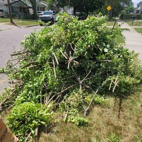 Bush Trimming by Lawn Impression reviewed on July 11, 2022