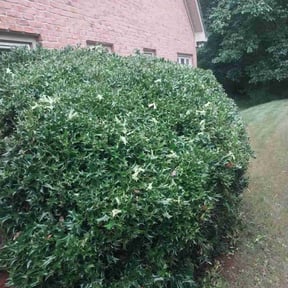 Bush Trimming by WIP 66 LLC reviewed on November 19, 2024