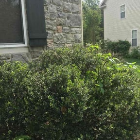 Bush Trimming by Whites property maintenance reviewed on December 31, 2021