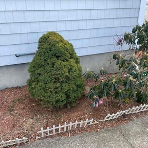 Bush Trimming by Beyond Green Landscaping reviewed on May 8, 2022
