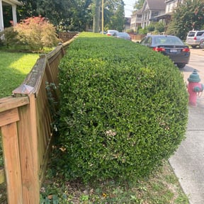 Bush Trimming by Anton Lawn Care reviewed on May 1, 2025