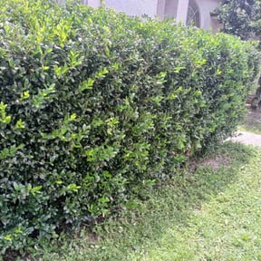 Bush Trimming by The Lawn Cypress reviewed on June 23, 2022