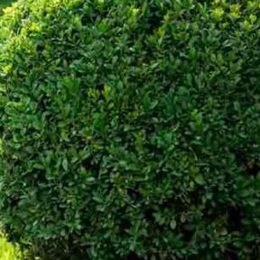 Bush Trimming by Precise Lines Lawn Care reviewed on September 30, 2021