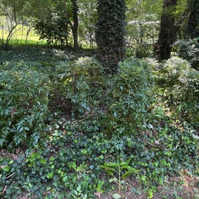 Bush Trimming by Gauer landscaping llc reviewed on July 28, 2022