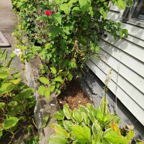 Flower Bed Weeding by Diego Mojica Lawn Care reviewed on May 26, 2022