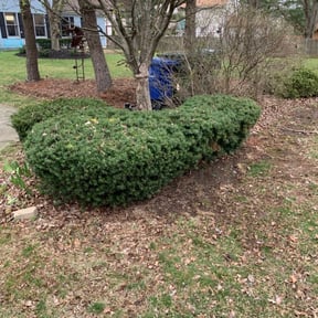 Bush Trimming by Andrew White reviewed on July 7, 2022