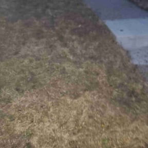Leaf Removal by Gomez Property Maintenance reviewed on September 17, 2021
