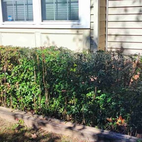Bush Trimming by George's Lawn Care reviewed on May 20, 2022